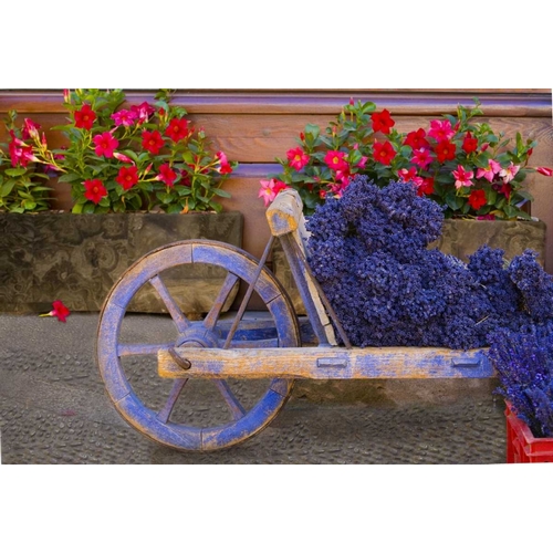 France, Provence, Sault Cart with fresh lavender